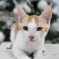 Leonard